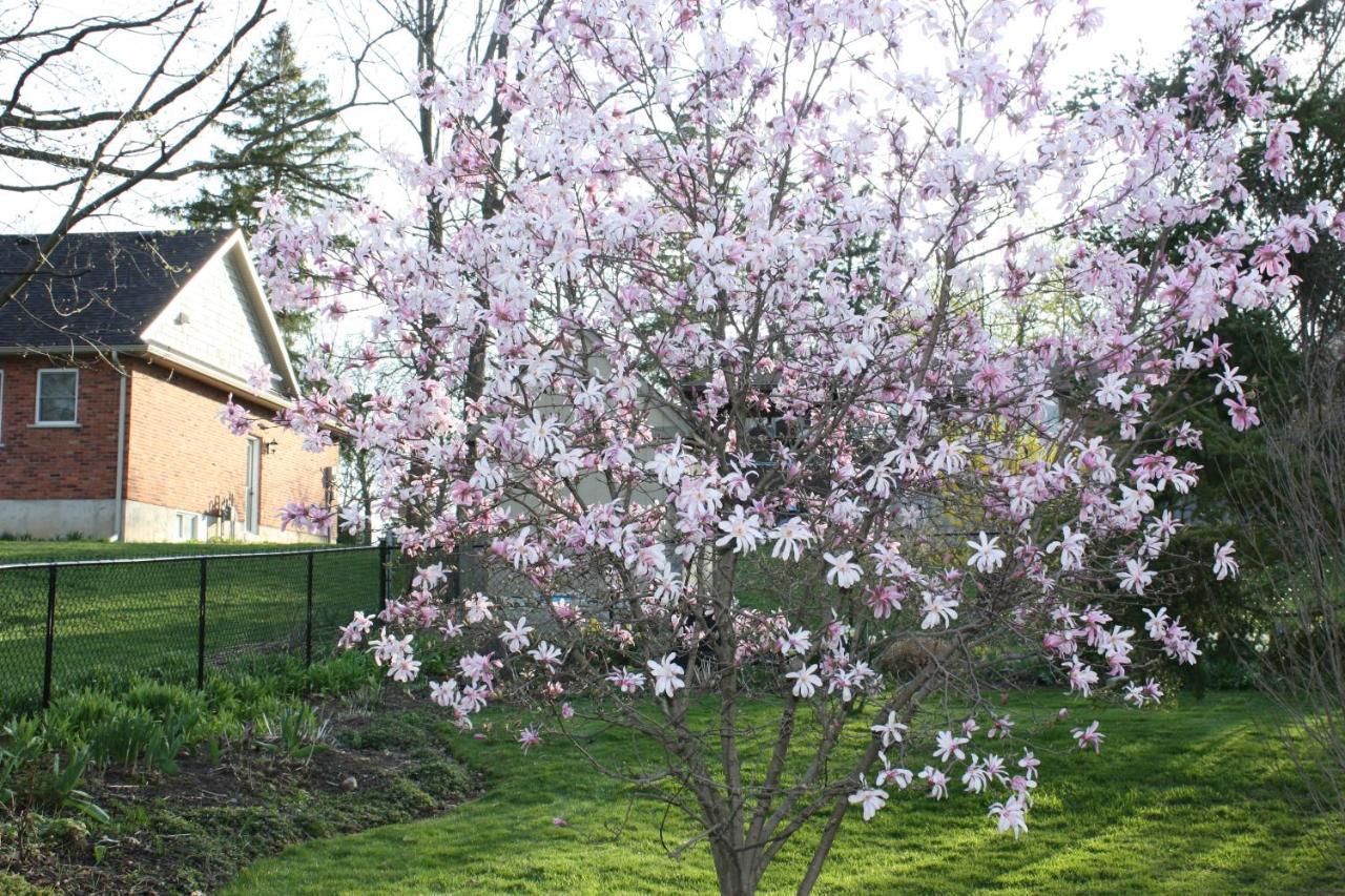 Carrousel Bed & Breakfast Cayuga Exterior foto